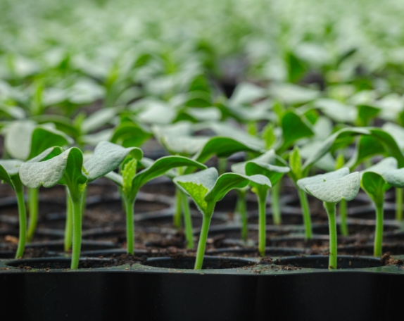 Seedling-Tray